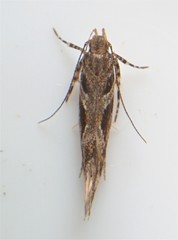Aristotelia fungivorella