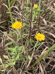 Heterotheca camporum glandulissima
