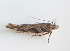 Aristotelia fungivorella