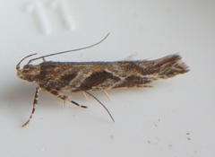 Aristotelia fungivorella