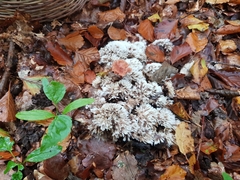 Thelephora penicillata