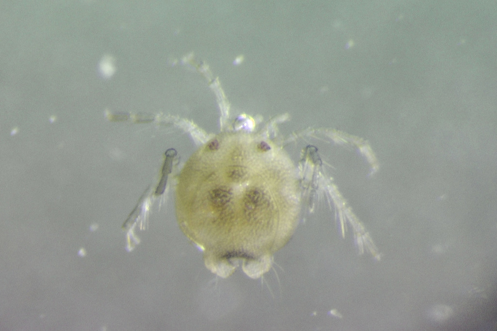 Arrenurus bicaudatus