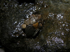 Glossosomatidae
