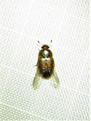 Colopterus maculatus