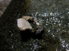 Glossosomatidae