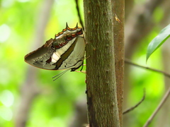 Polyura schreiber tisamenus