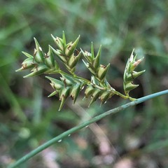 Chasmanthium nitidum