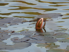 Nymphaea × marliacea