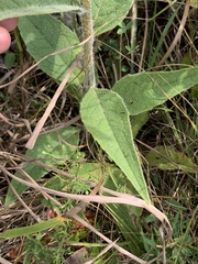 Silphium mohrii