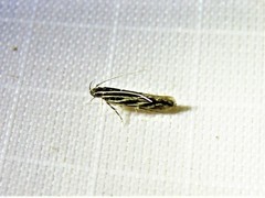 Eralea albalineella