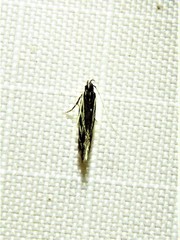 Eralea albalineella