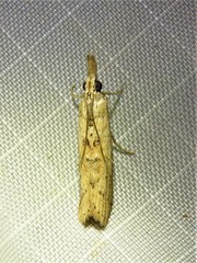 Macrorrhinia endonephele