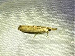 Macrorrhinia endonephele