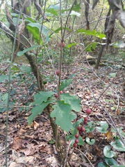 Disholcaspis globosa