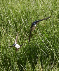 Hirundo dimidiata