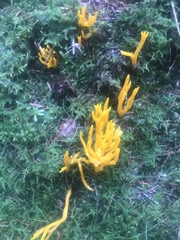Calocera viscosa