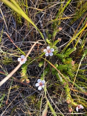 Adenandra uniflora