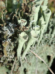 Cladonia deformis