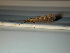 Glyphopsyche irrorata