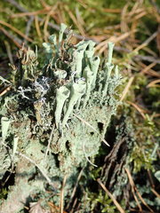 Cladonia deformis