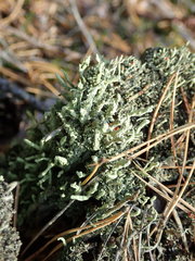 Cladonia bacilliformis
