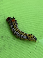 Oedemasia concinna