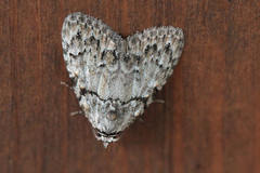 Meganola strigula