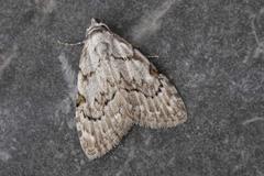 Meganola strigula