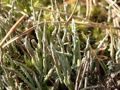 Cladonia cornuta