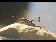 Pholidoptera aptera goidanichi