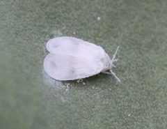 Aleyrodes proletella