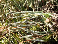 Cladonia cornuta