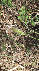 Setaria scheelei