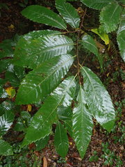 Castanea sativa