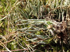 Cladonia cornuta