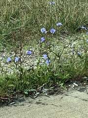 Cichorium intybus