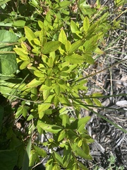 Rhododendron mucronulatum
