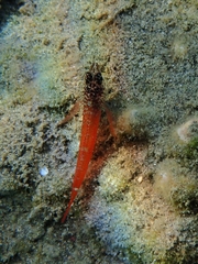 Tripterygion melanurus