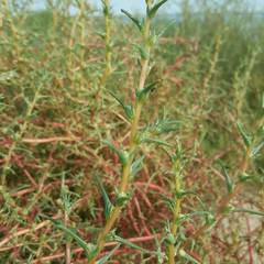 Salsola soda