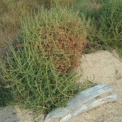 Salsola soda