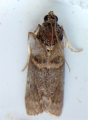 Acrobasis juglandis