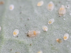 Aleyrodes proletella