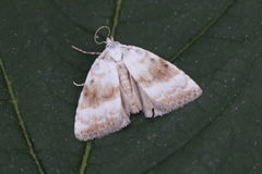 Meganola albula