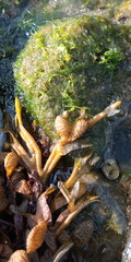 Fucus ceranoides
