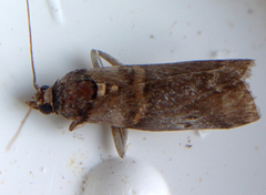 Acrobasis juglandis