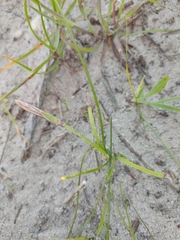 Romulea obscura subtestacea