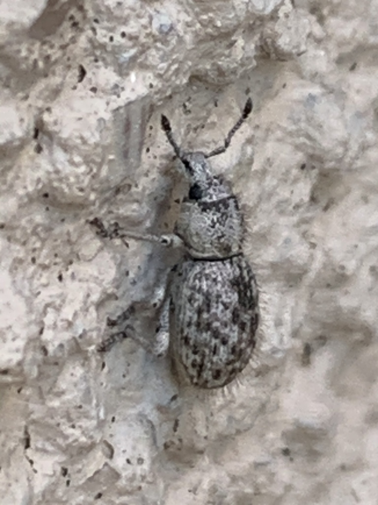Cimbocera conspersa