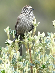 Leptasthenura andicola