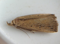 Macrochilo orciferalis