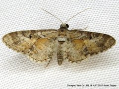 Eupithecia anticaria